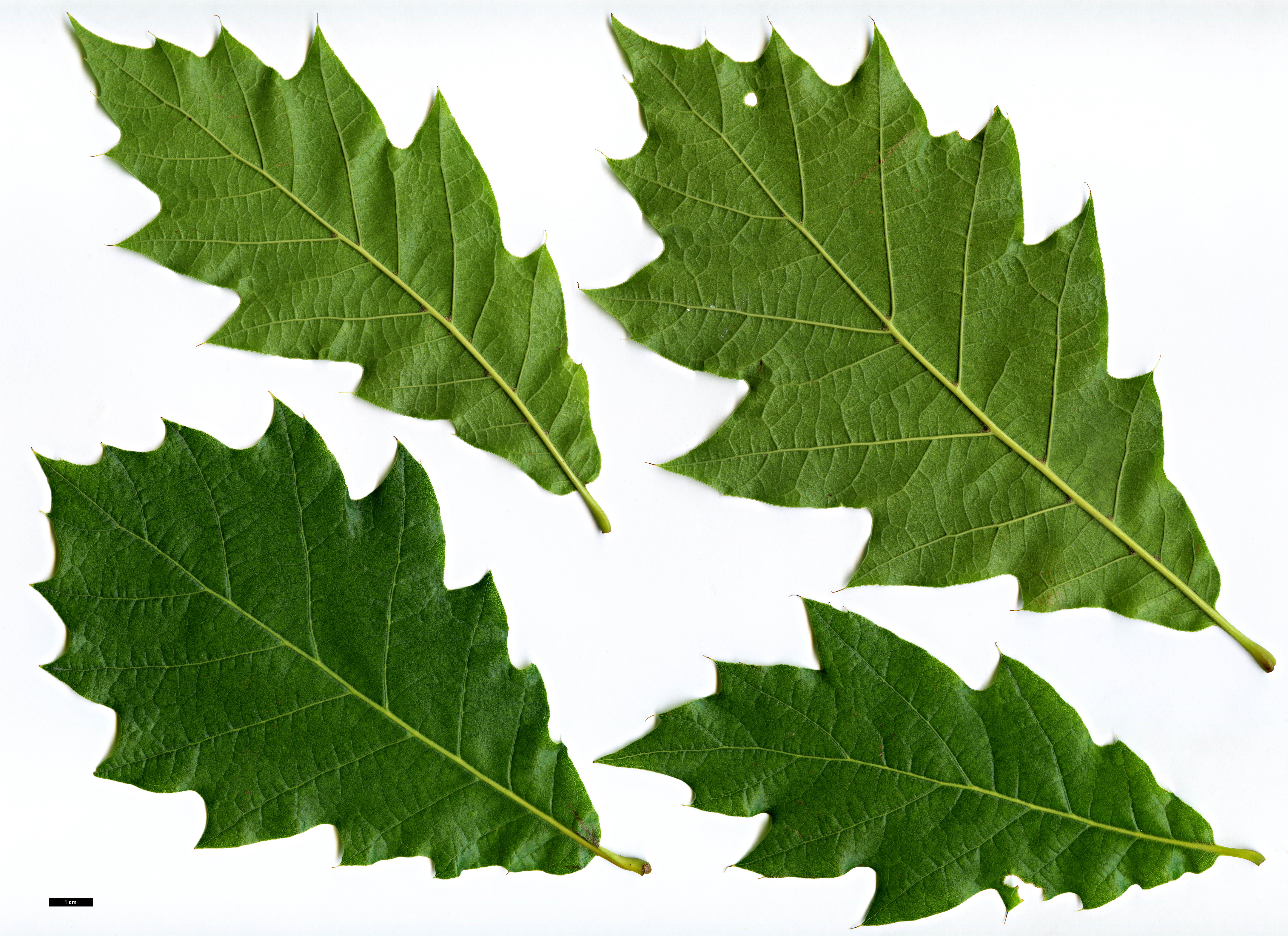 High resolution image: Family: Fagaceae - Genus: Quercus - Taxon: rysophylla hybrid